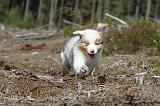 BERGER AUSTRALIEN PUPPIES 034